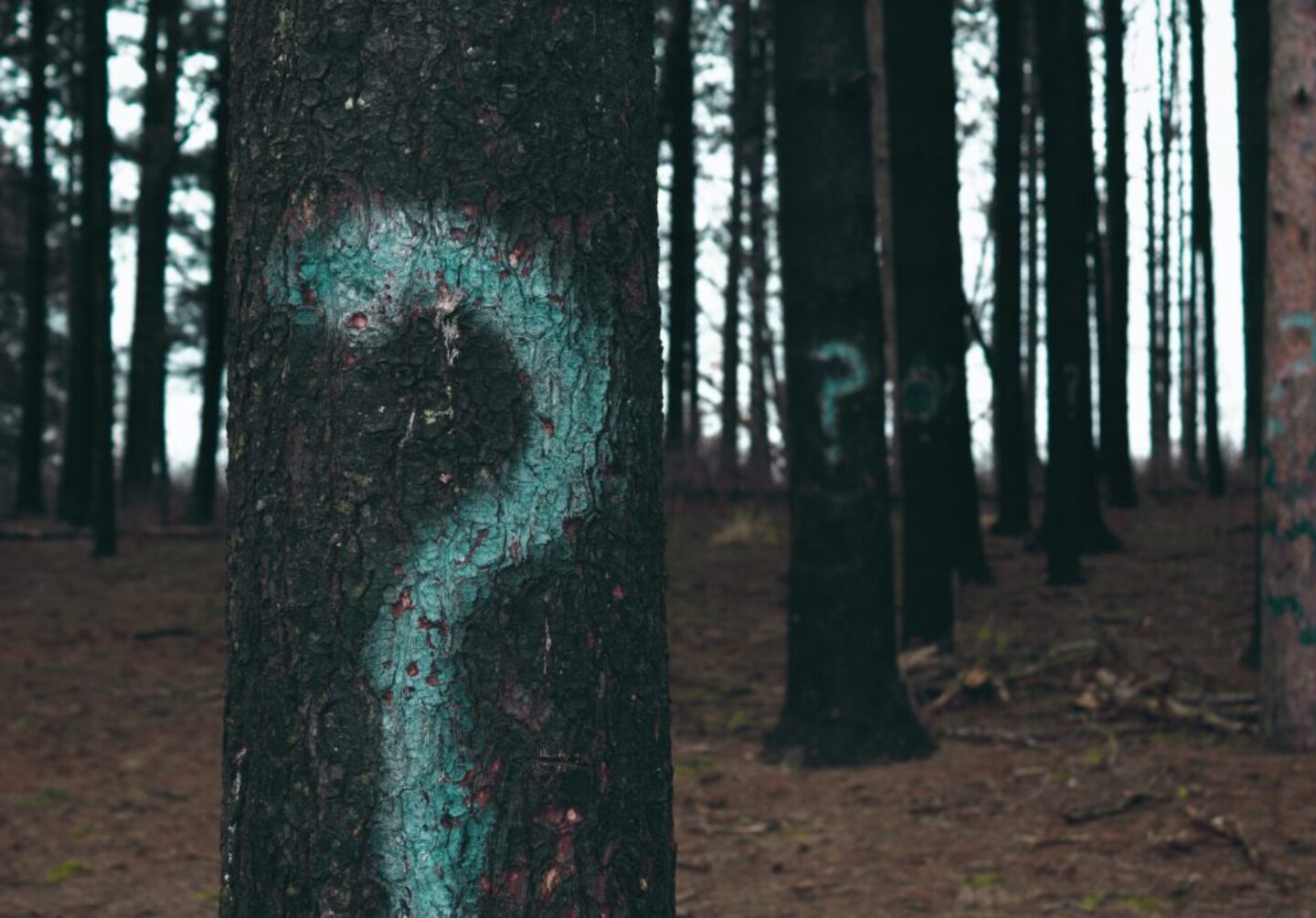 Photo by Evan Dennis forest trees marked with question marks