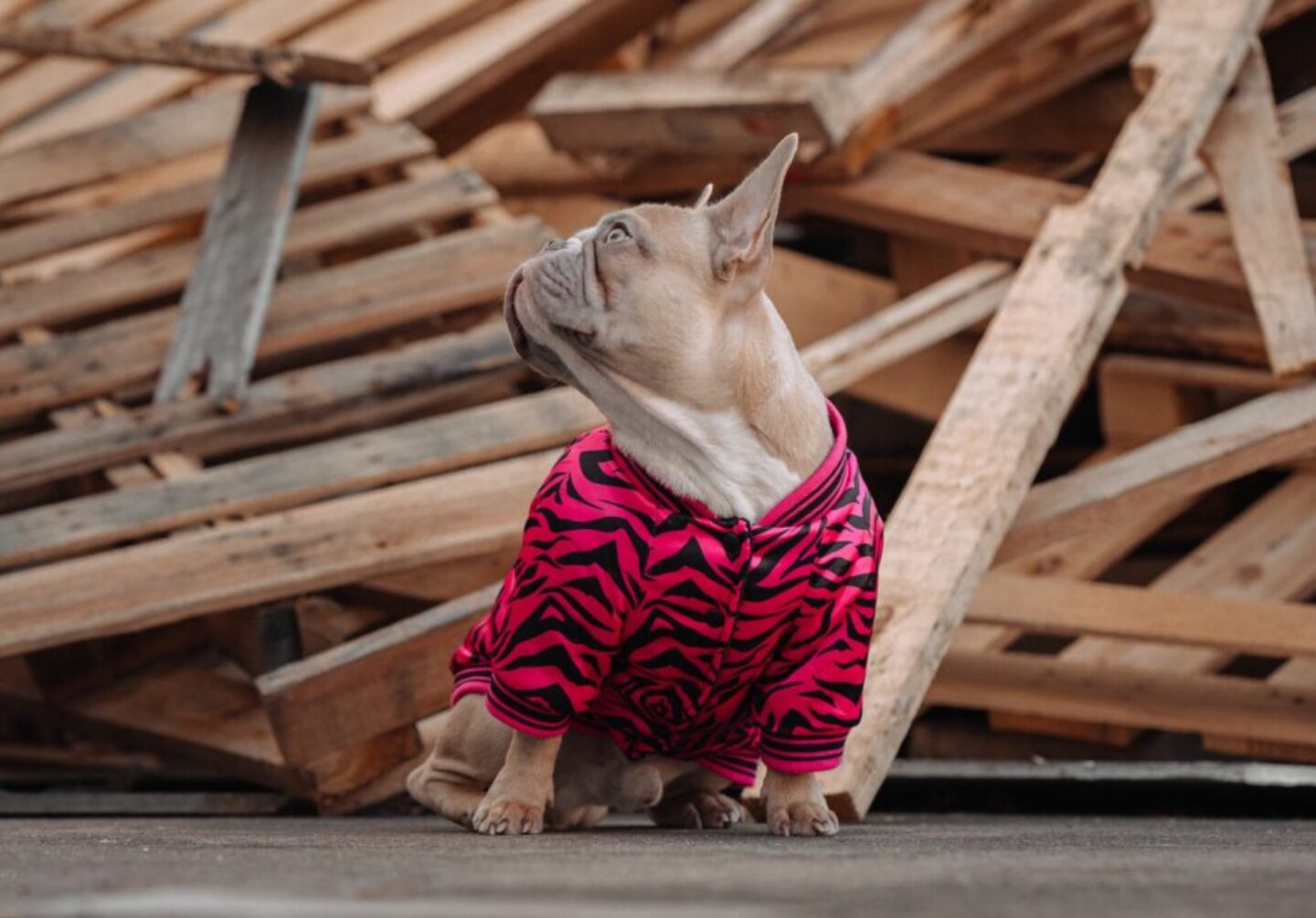brown short coated dog wearing red and white stripe shirt
